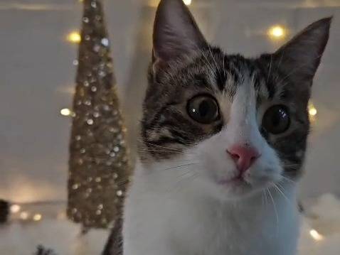 Adotta un gatto, femmina, 11 mesi, Bari