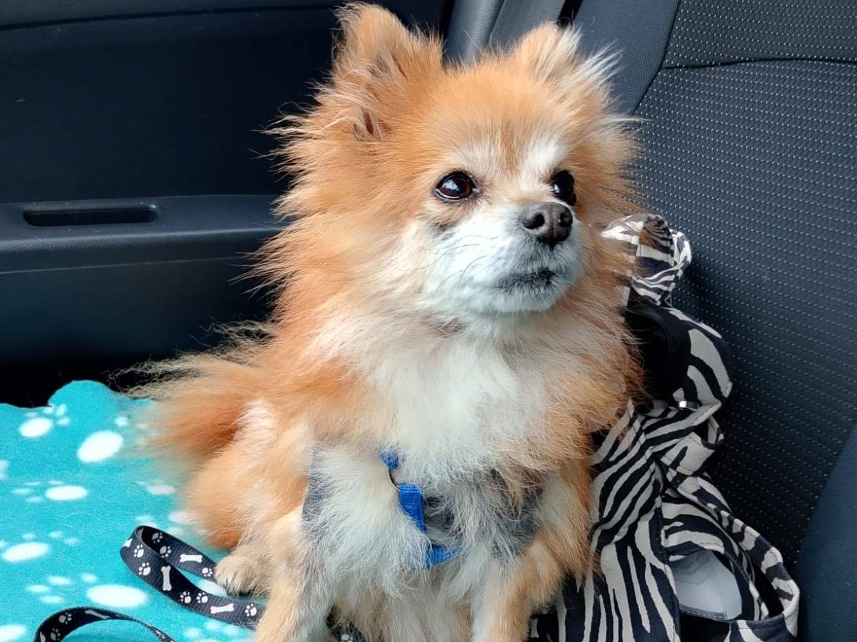 Vuoi adottare un cane a Caltanissetta?