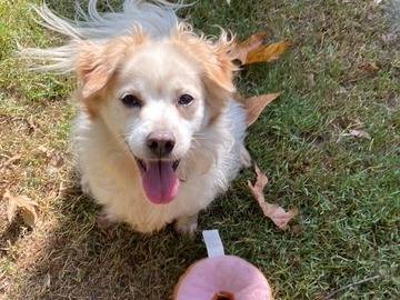 Adotta un cane, taglia piccola, maschio, Cremona