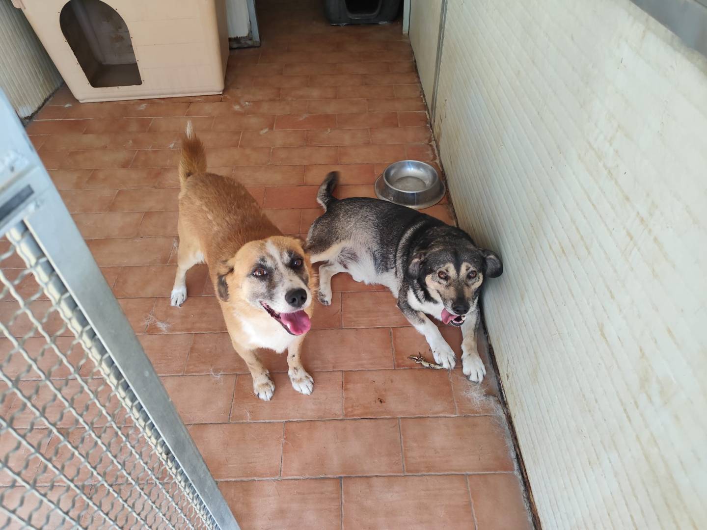 Vuoi adottare un cane a Caltanissetta?