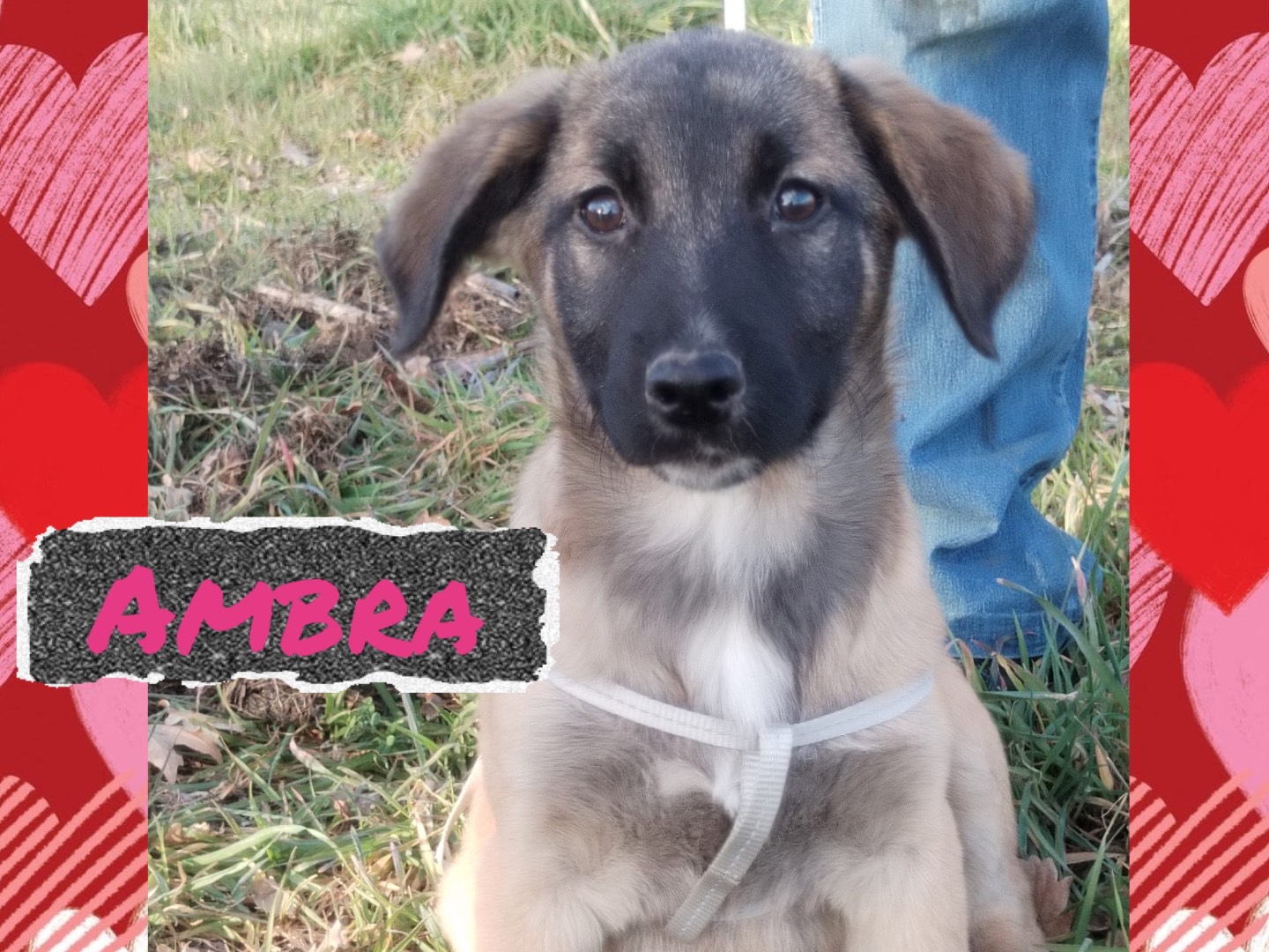 Adozione cane, femmina, Razza sconosciuta Razza sconosciuta, 3 mesi, taglia media contenuta, Catanzaro