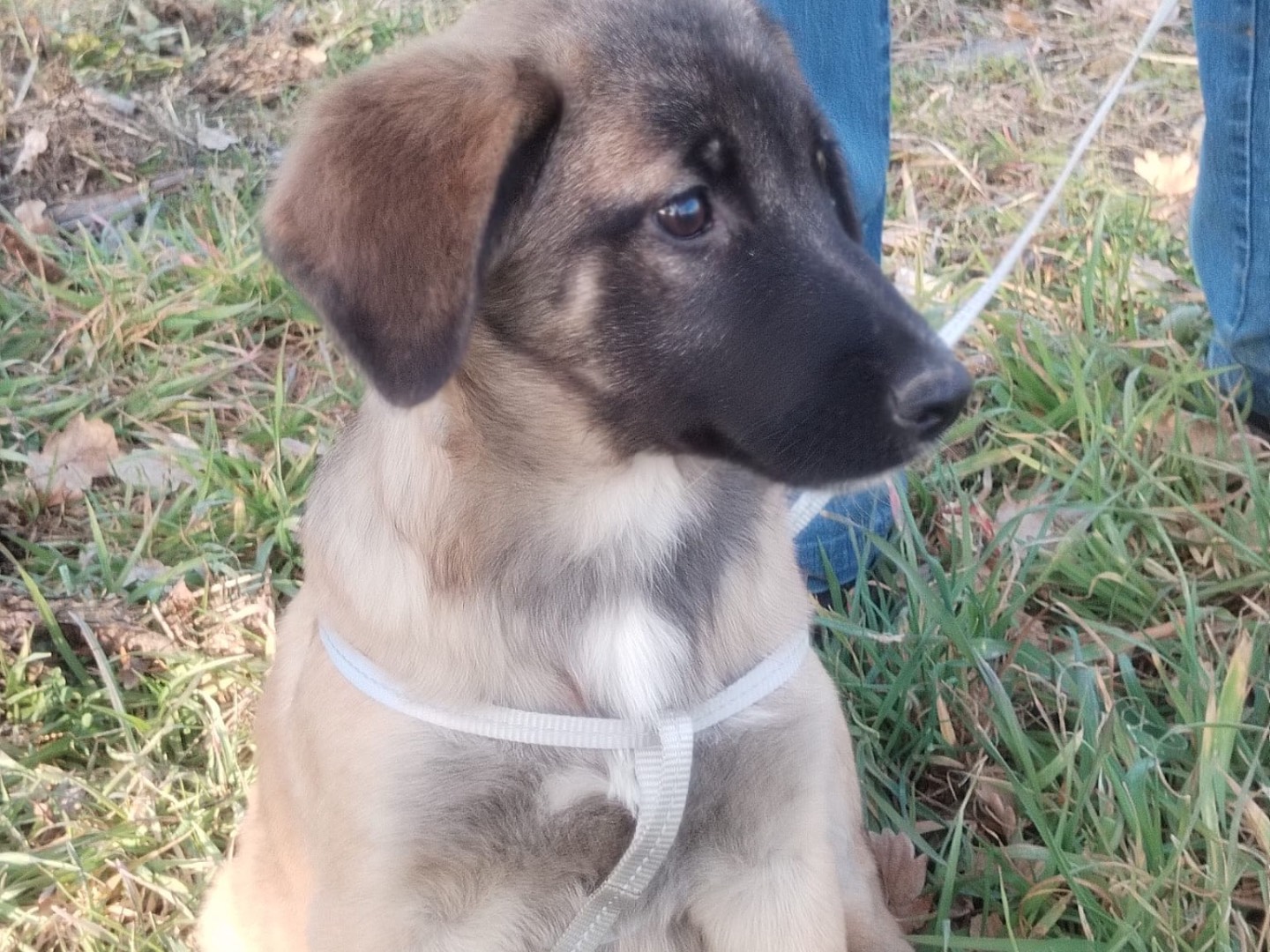 Adotta un cane, taglia media contenuta, femmina, Catanzaro