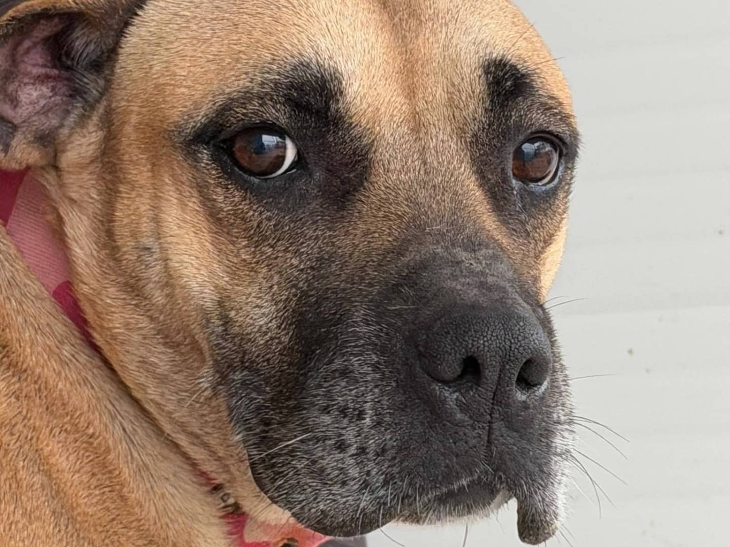 Adozione cane, femmina, Bullmastiff Razza sconosciuta, 6 anni, taglia grande, Messina