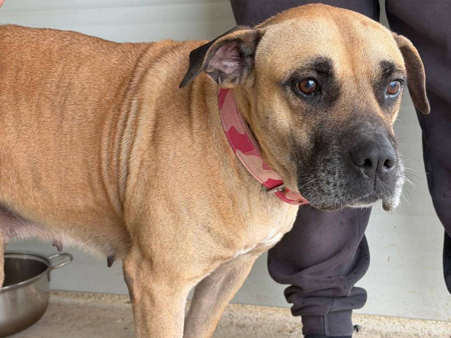 Adotta il cane Silka a Messina