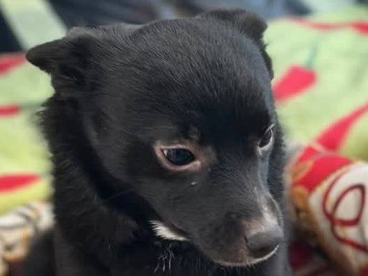 Vuoi adottare un cane a Milano?