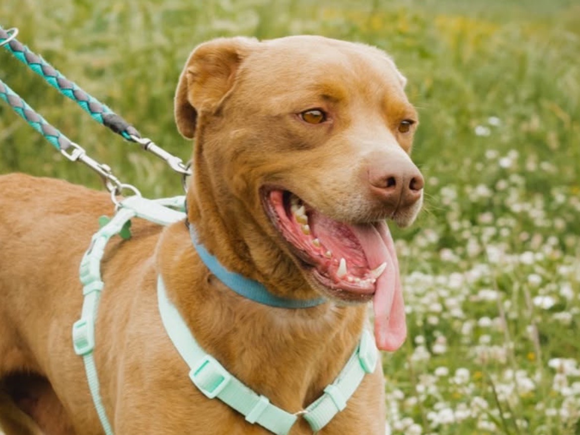 Adozione cane, maschio, Pitbull Razza sconosciuta, 6 anni e 7 mesi, taglia grande, Caserta