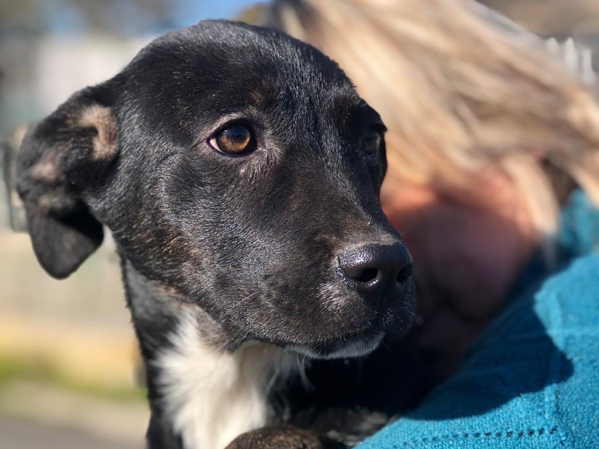 Adotta un cane, taglia piccola, femmina, Siracusa