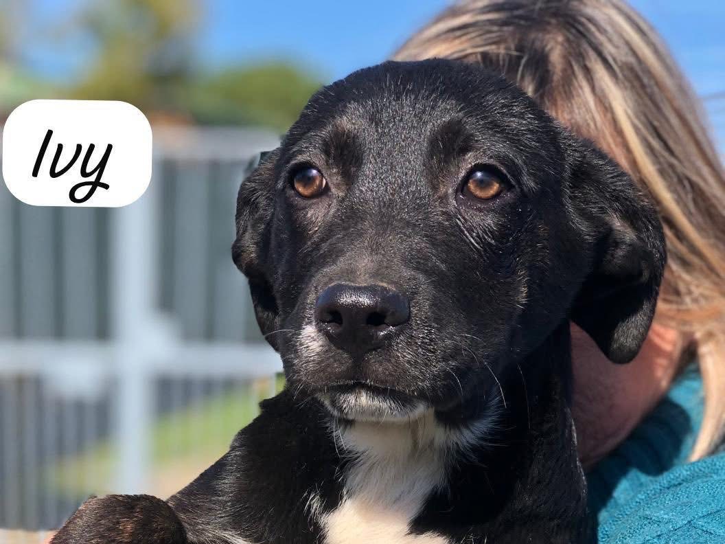 Vuoi adottare un cane a Siracusa?