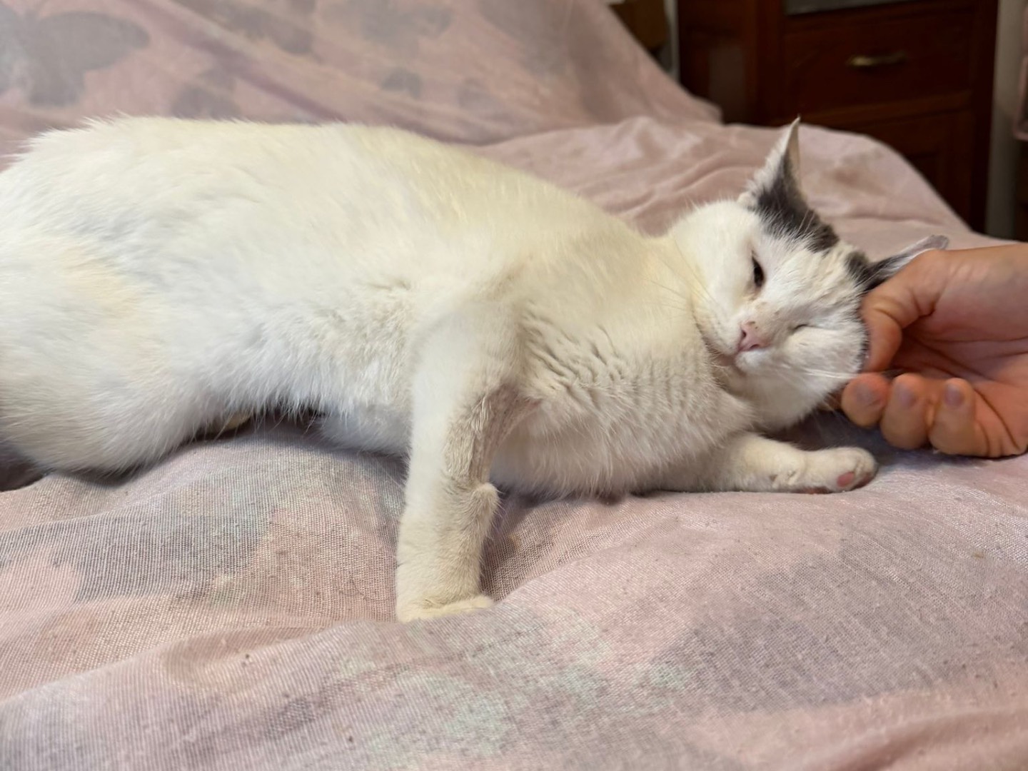 Adotta un gatto, taglia non valida, femmina, Latina