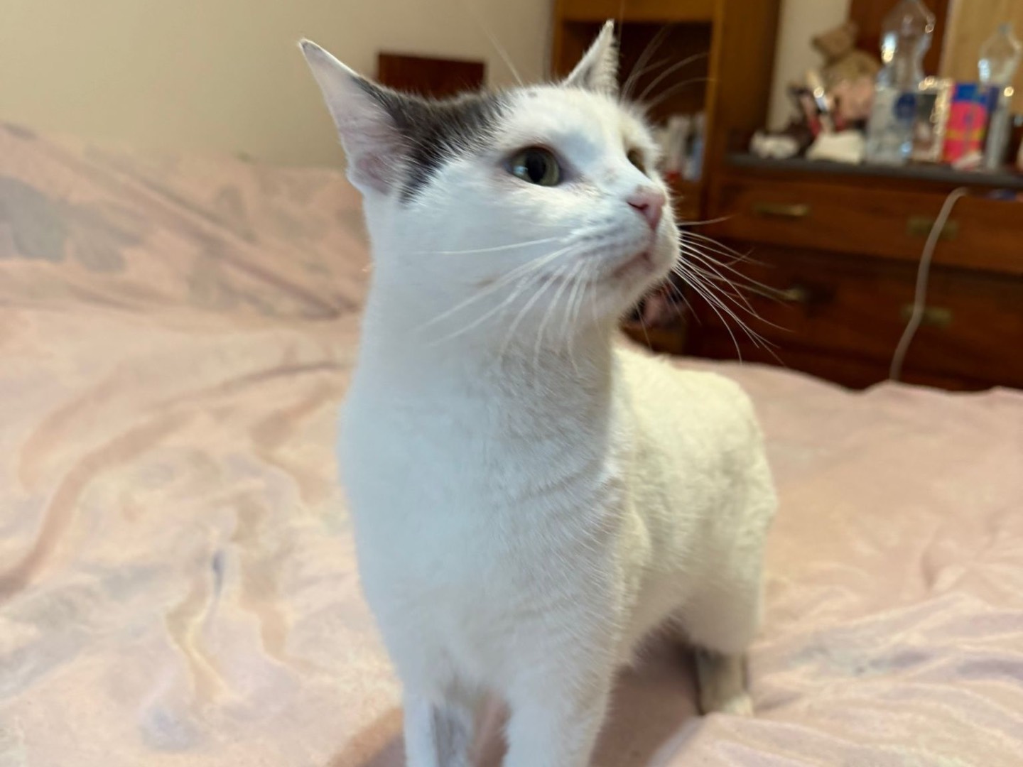 Vuoi adottare un gatto a Latina?