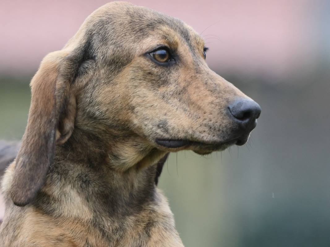 Vuoi adottare un cane a Milano?