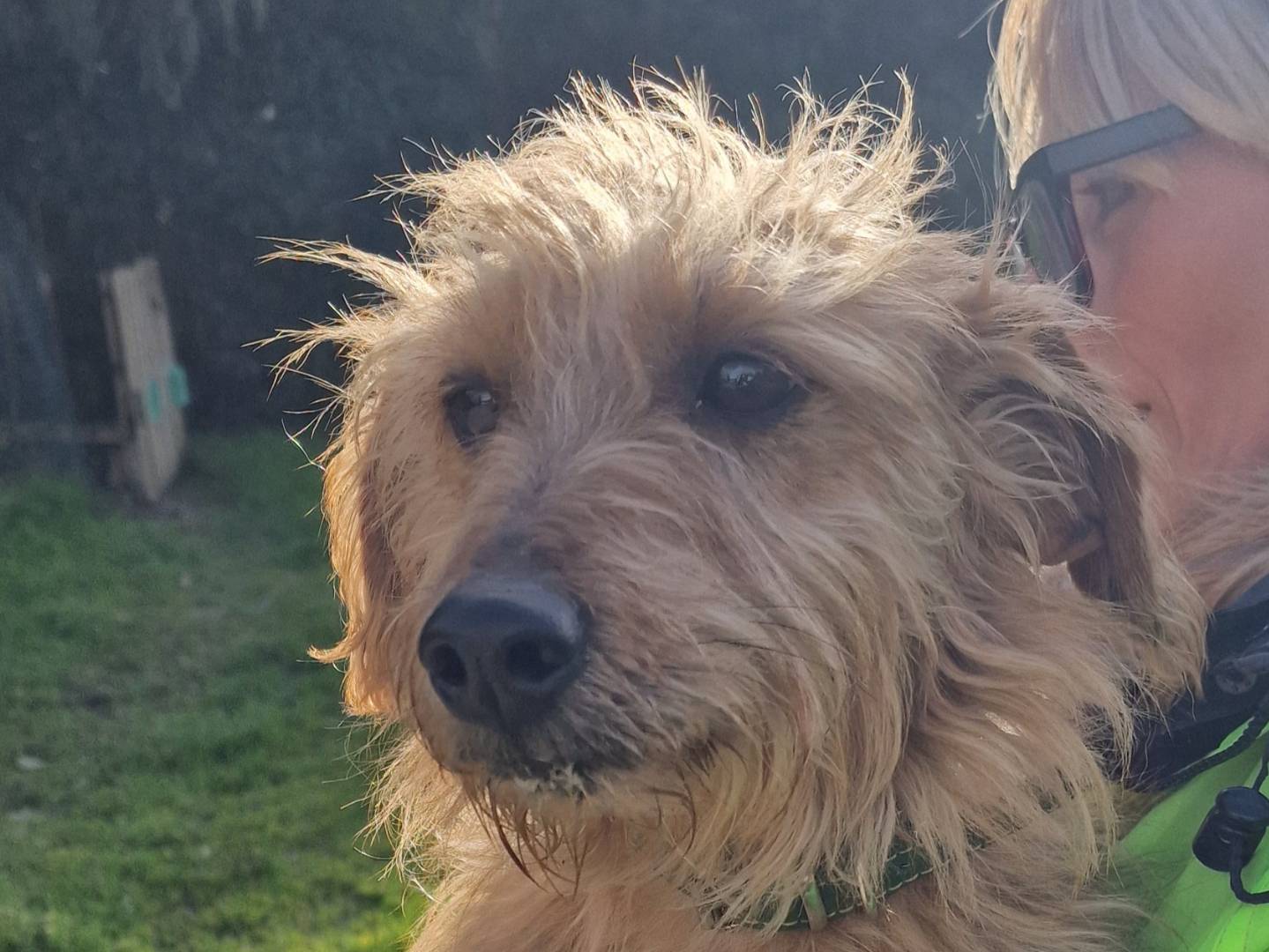 Adotta un cane, maschio, 1 anno e 10 mesi, Palermo