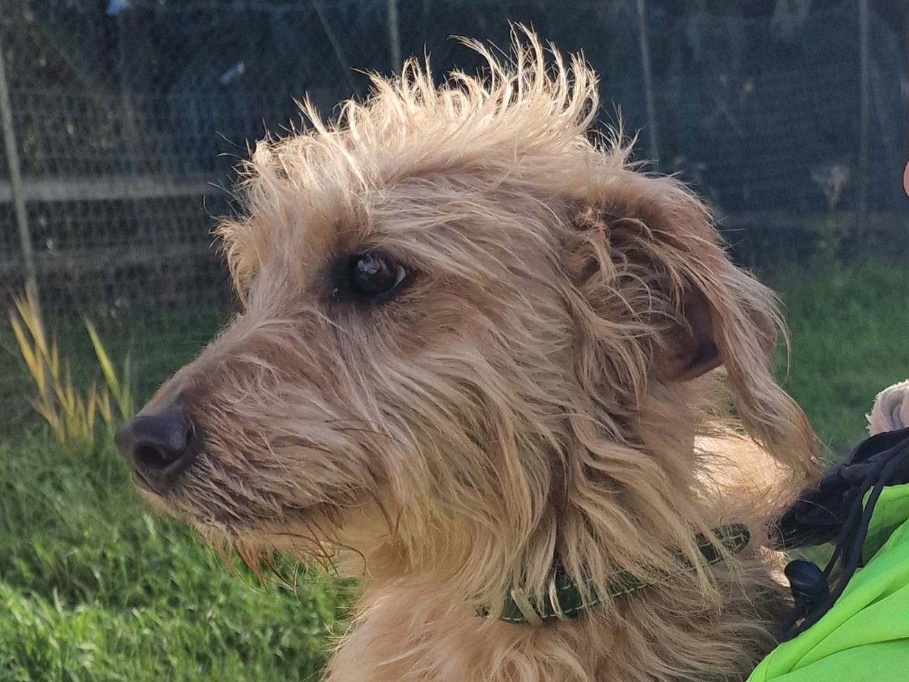 Adotta un cane, taglia piccola, maschio, Palermo