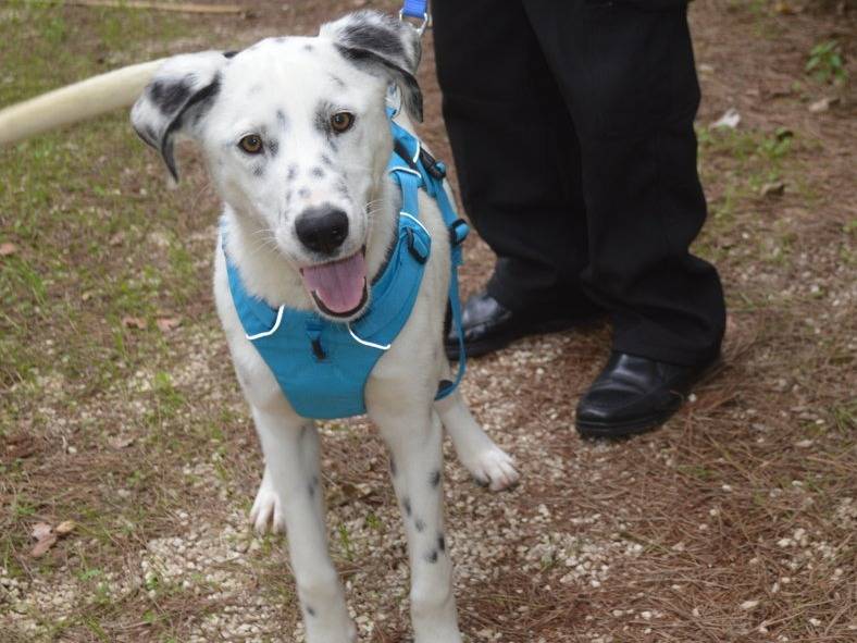 Adotta un cane, maschio, 10 mesi, Lecce