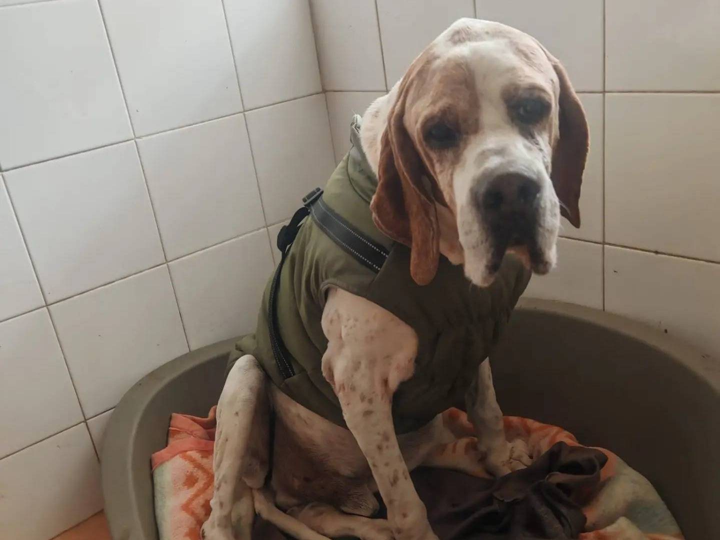 Adotta un cane, taglia media, maschio, Caserta