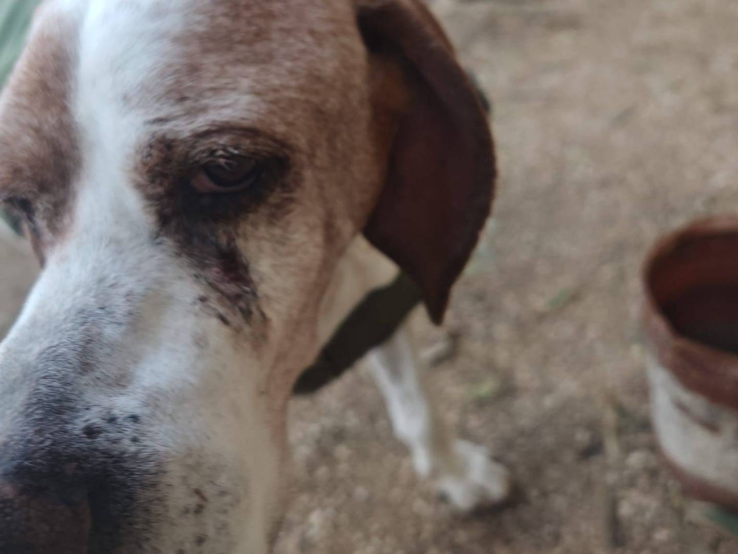 Vuoi adottare un cane a Caserta?