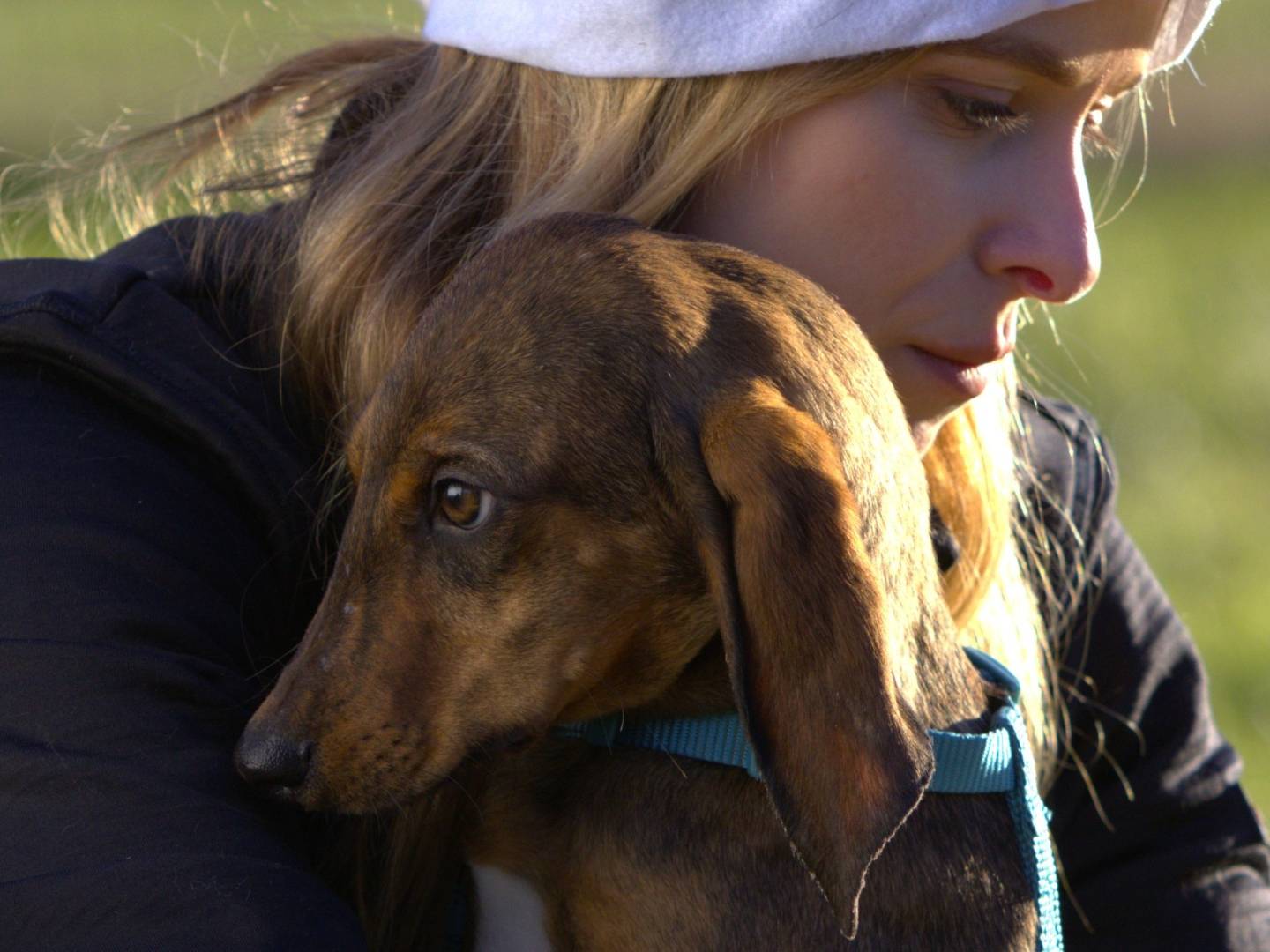 Adotta un cane, maschio, 8 mesi, Milano