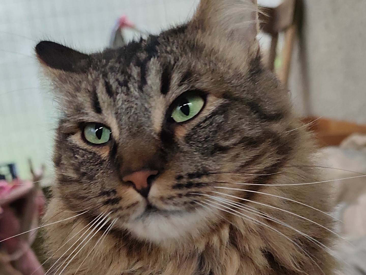 Vuoi adottare un gatto a Taranto?