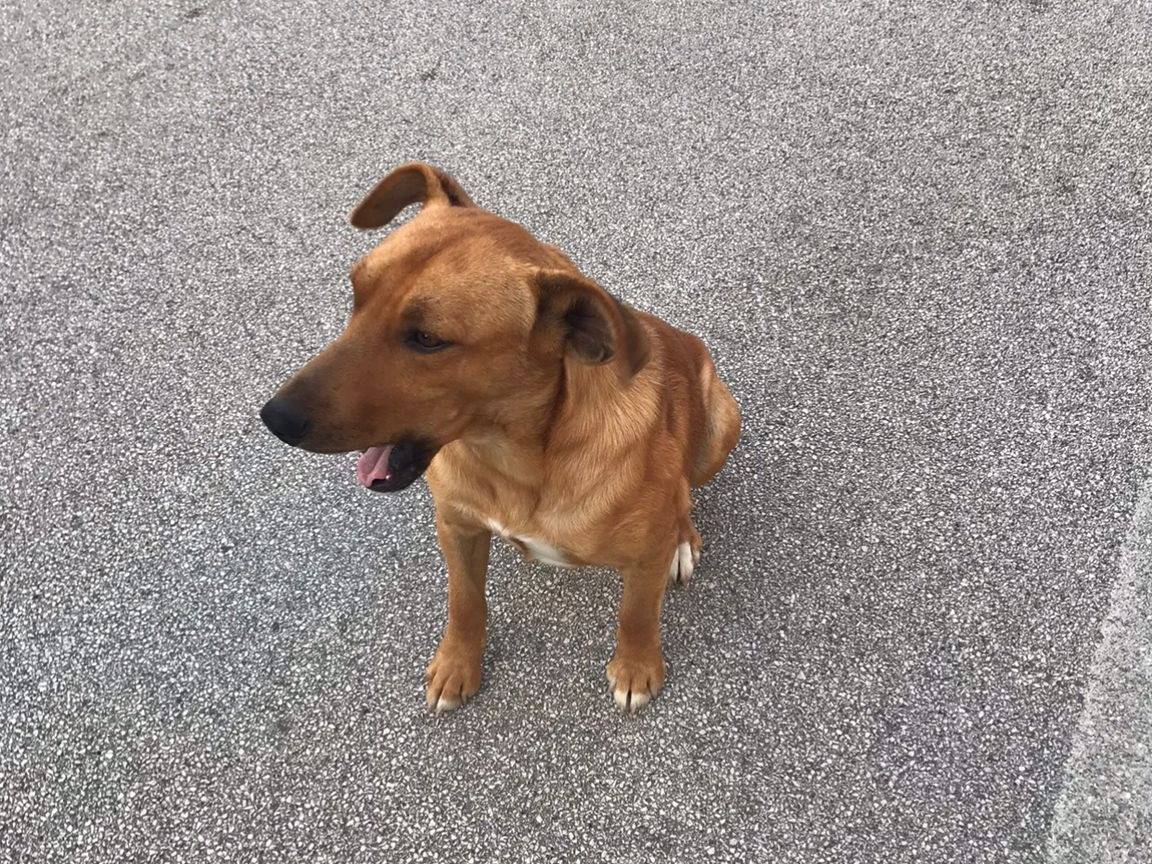 Vuoi adottare un cane a Firenze?