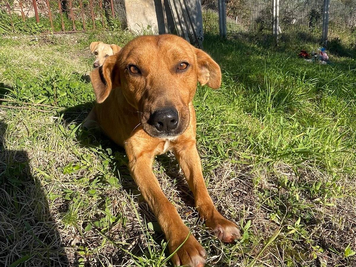 Adotta il cane Birillo  a Firenze