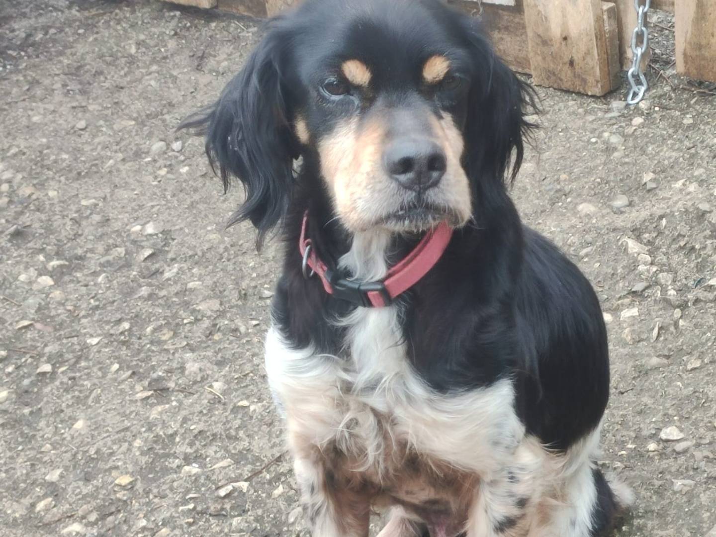 Vuoi adottare un cane a Potenza?