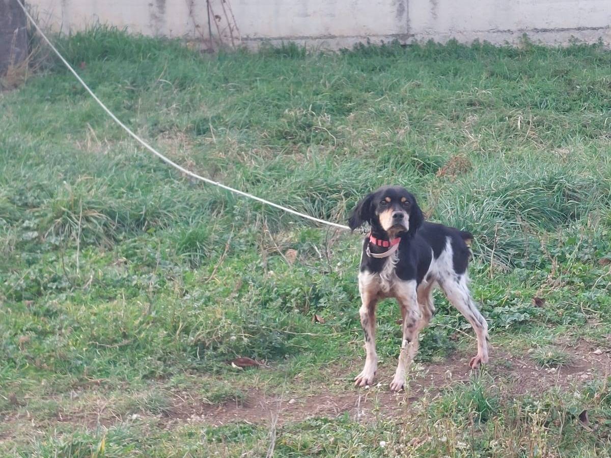 Adotta il cane Roky a Potenza