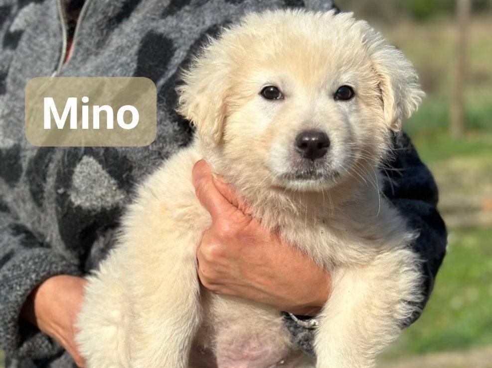 Adozione cane, maschio, Razza sconosciuta Razza sconosciuta, 2 mesi, taglia media, Frosinone