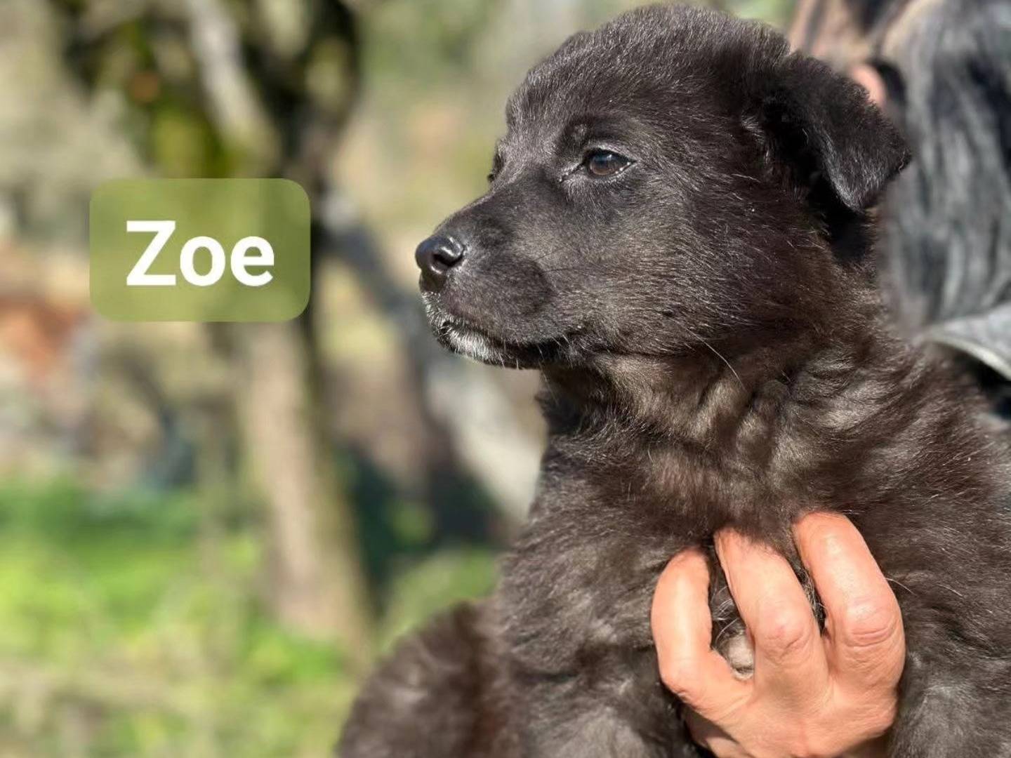 Adozione cane, femmina, Razza sconosciuta Razza sconosciuta, 2 mesi, taglia media, Frosinone