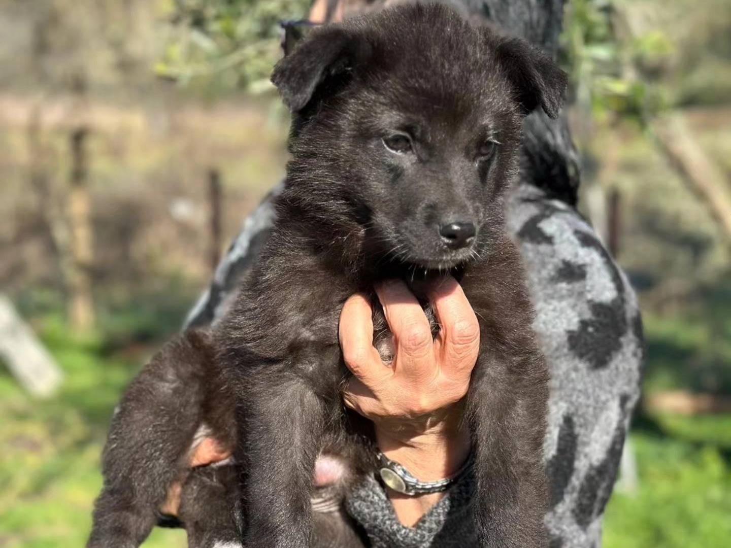 Adotta un cane, femmina, 2 mesi, Frosinone