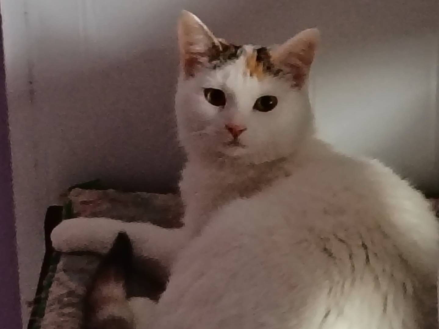 Adozione gatto, femmina, Razza sconosciuta Razza sconosciuta, 6 mesi, taglia non valida, Milano