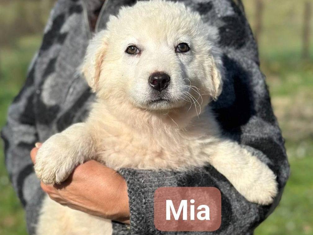 Adozione cane, femmina, Razza sconosciuta Razza sconosciuta, 2 mesi, taglia media, Frosinone