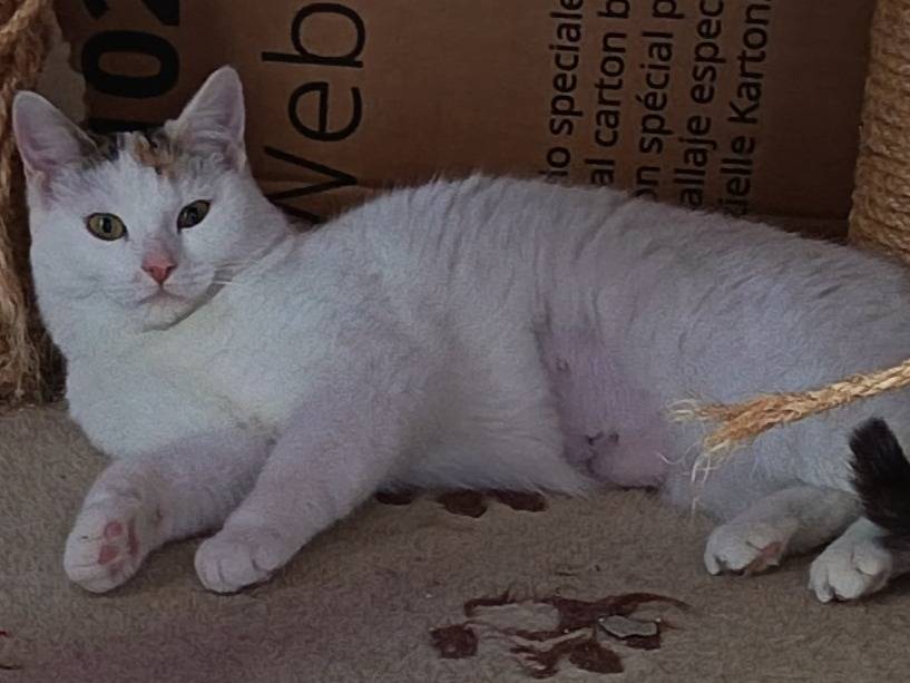 Adotta un gatto, taglia non valida, femmina, Milano