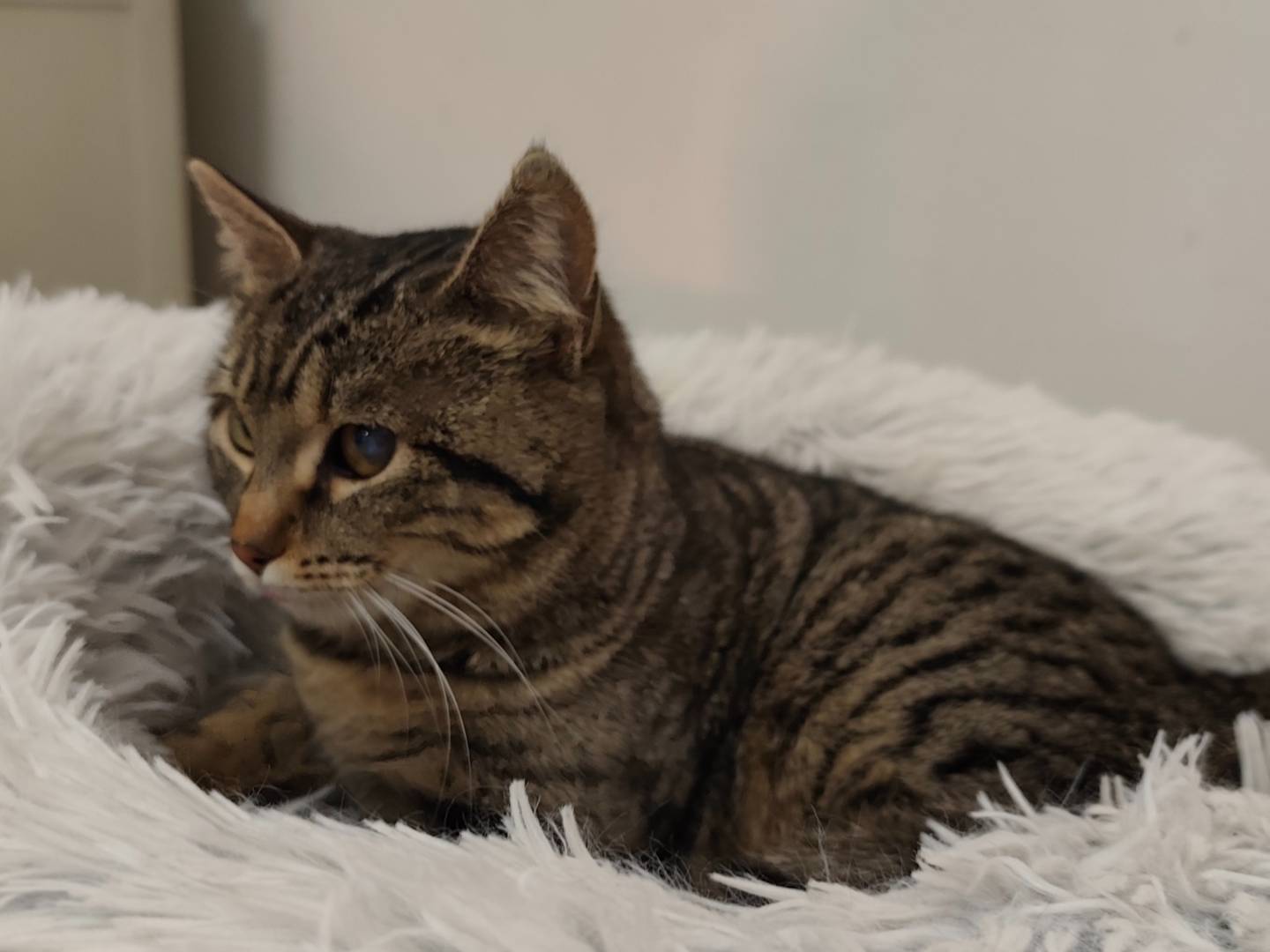 Adotta il gatto Fusetta a Taranto