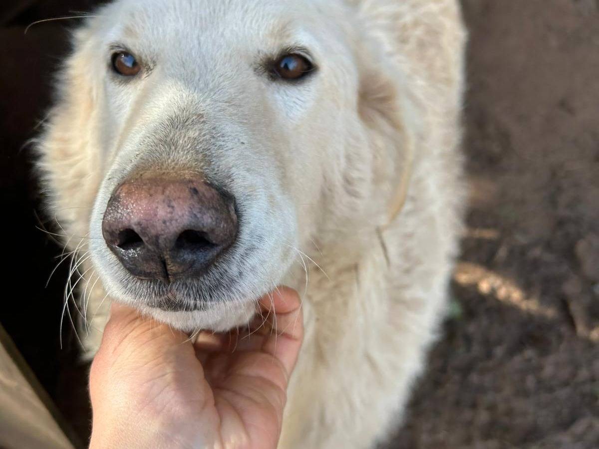 Adozione cane, femmina, Razza sconosciuta Razza sconosciuta, 6 anni, taglia grande, Catanzaro