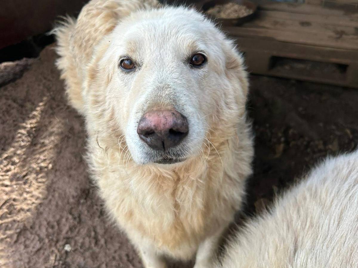 Adotta un cane, taglia grande, femmina, Catanzaro