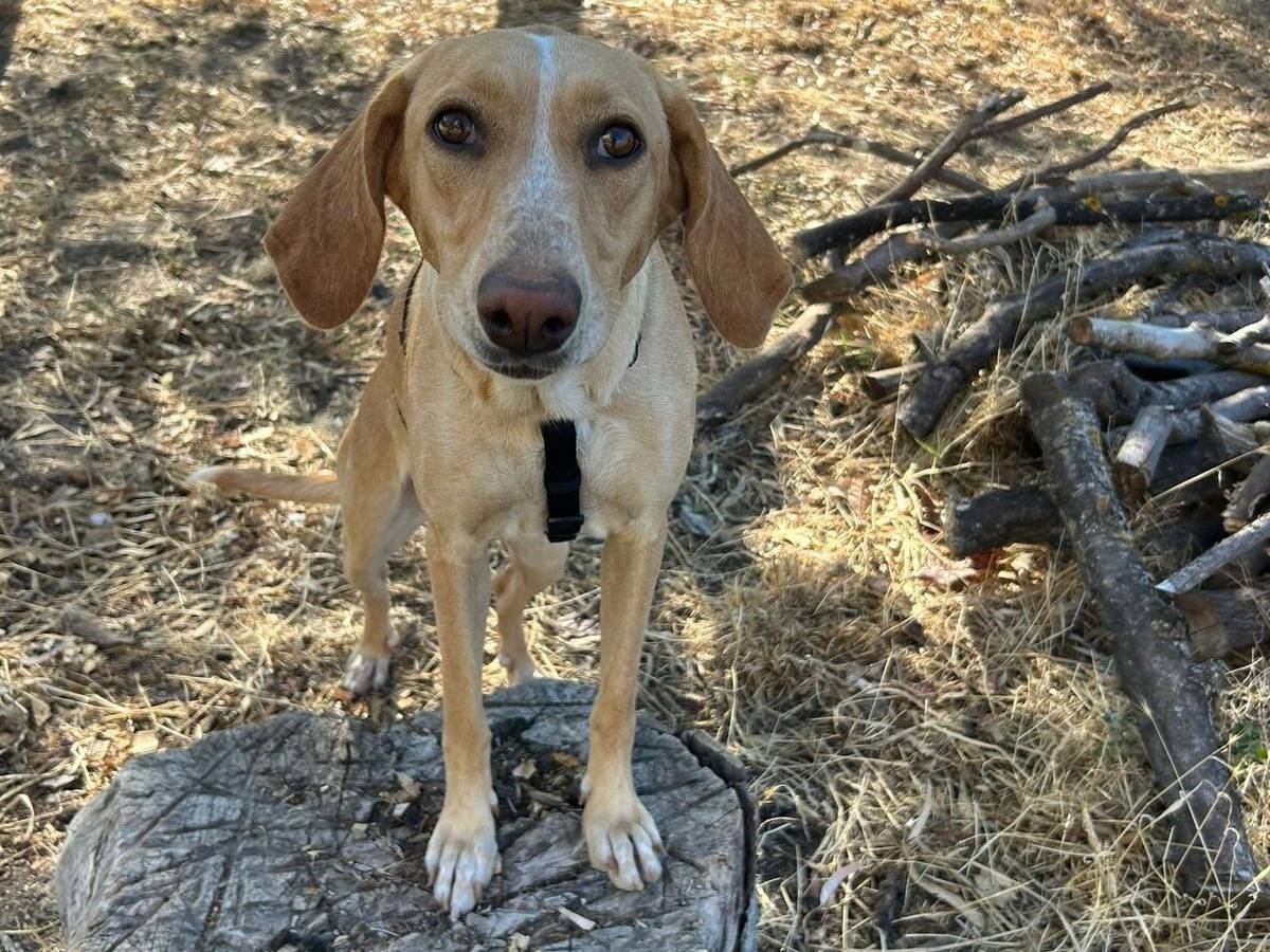 Adozione cane, femmina, Razza sconosciuta Razza sconosciuta, 3 anni, taglia media, Catanzaro