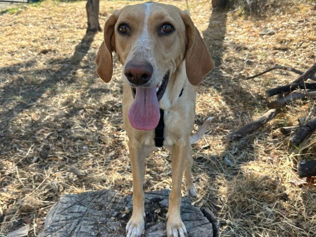 Vuoi adottare un cane a Catanzaro?