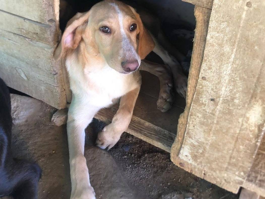 Adotta il cane Rosy a Catanzaro