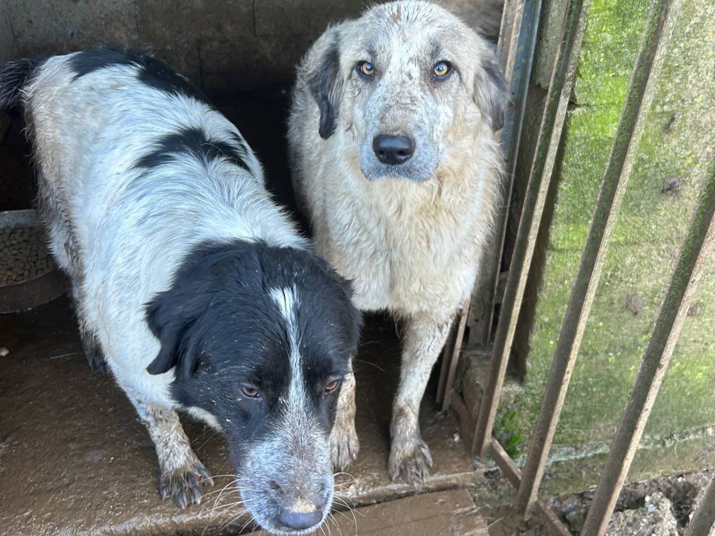 Adotta un cane, femmina, 1 anno e 3 mesi, Catanzaro