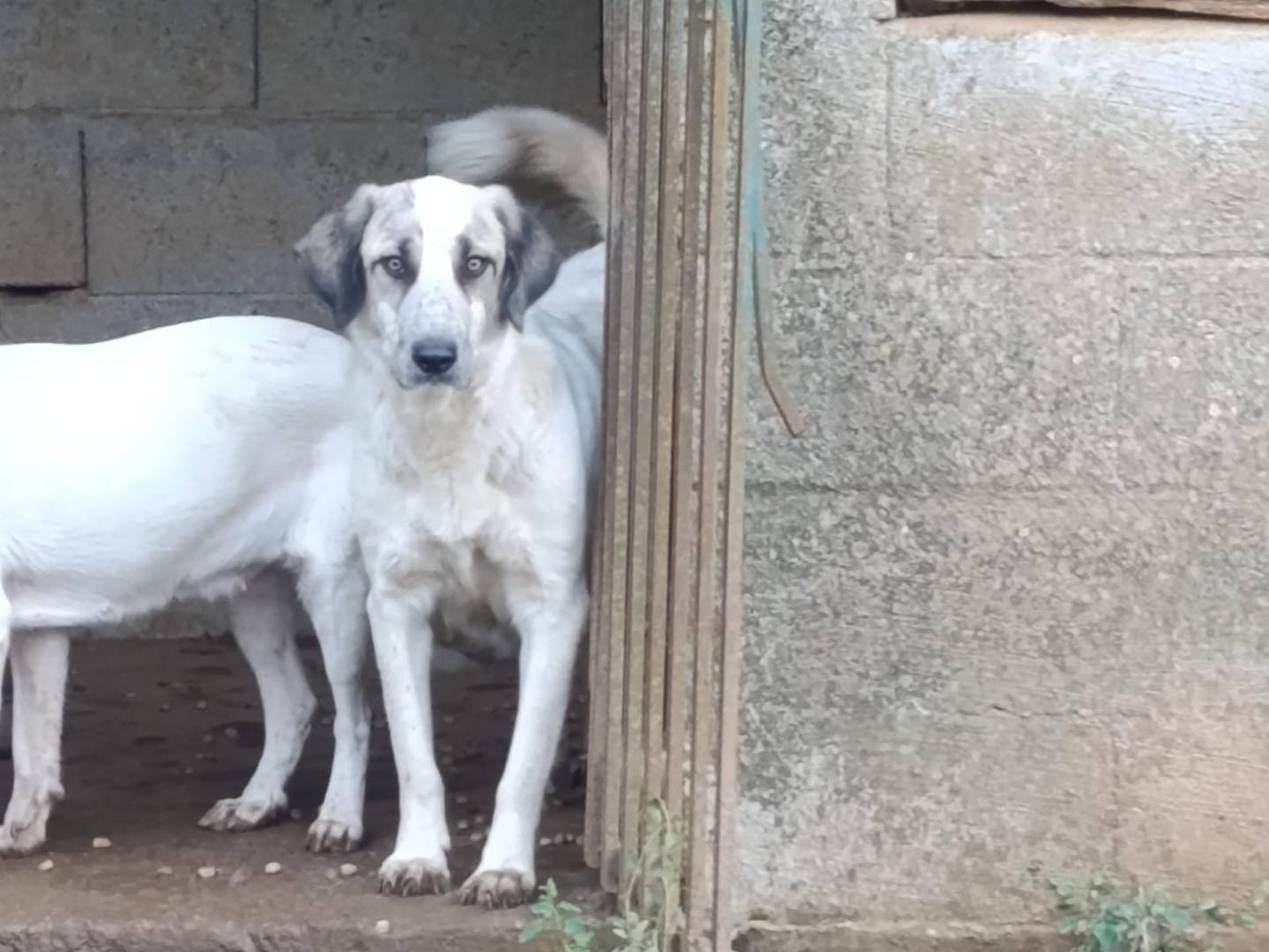 Adotta un cane, taglia media, femmina, Catanzaro
