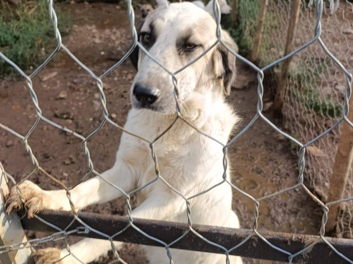 Adotta il cane Gracy a Catanzaro