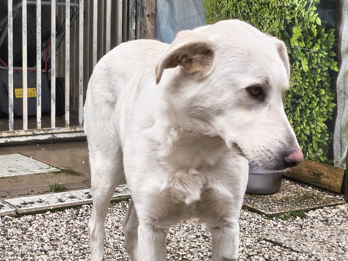 Vuoi adottare un cane a Treviso?