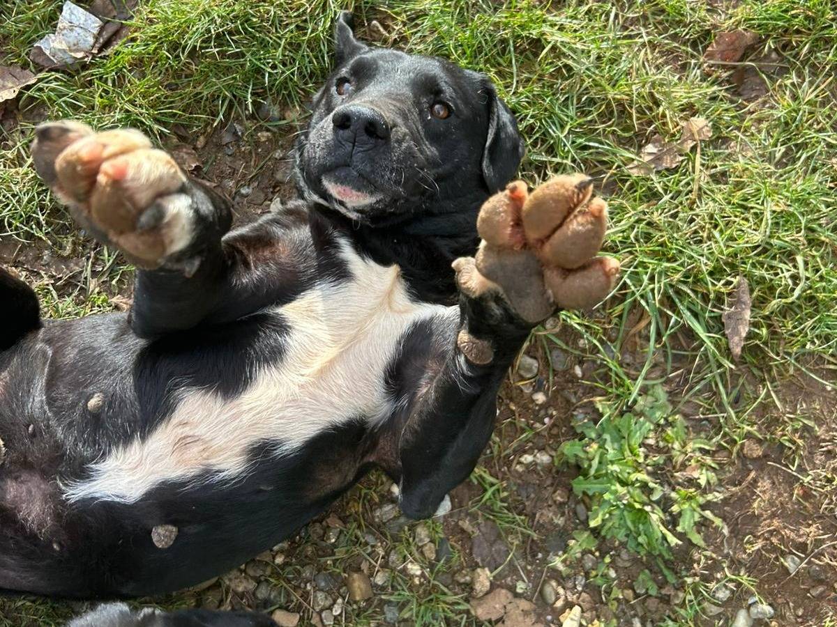 Vuoi adottare un cane a Catanzaro?
