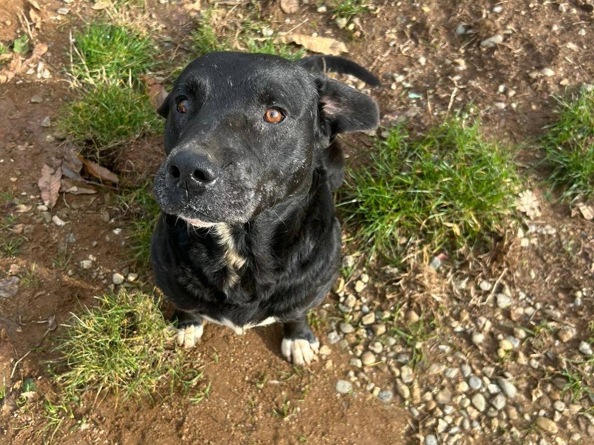 Adotta il cane PLUTO a Catanzaro