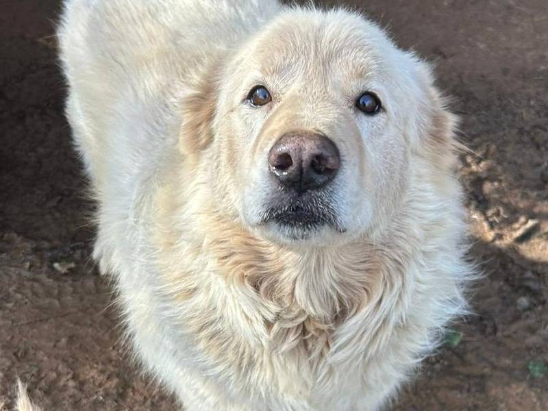 Vuoi adottare un cane a Catanzaro?