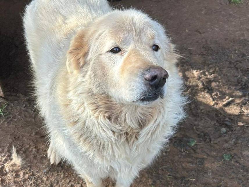 Adotta il cane Biancone a Catanzaro