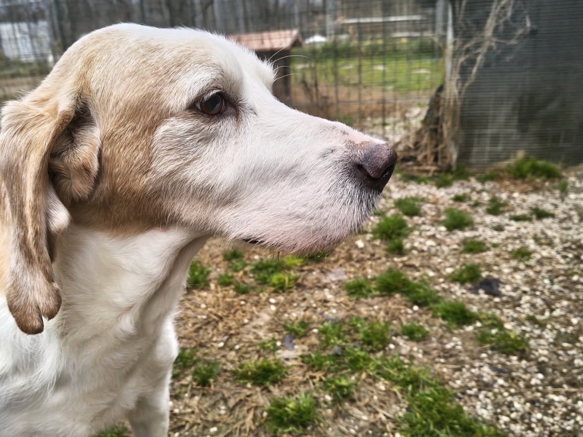 Adotta un cane, taglia media, maschio, Treviso
