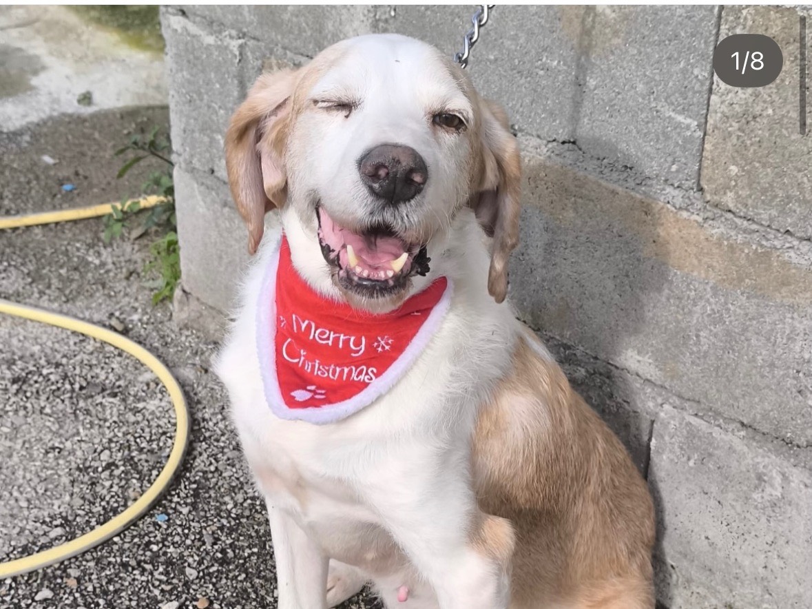 Adotta il cane Rambo  a Treviso