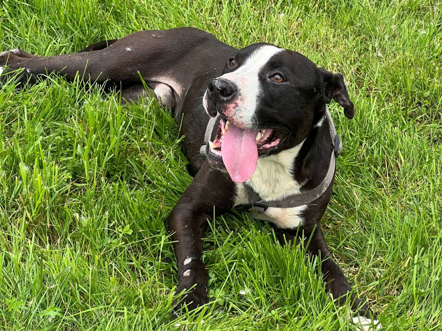 Adotta il cane Pit a Bergamo