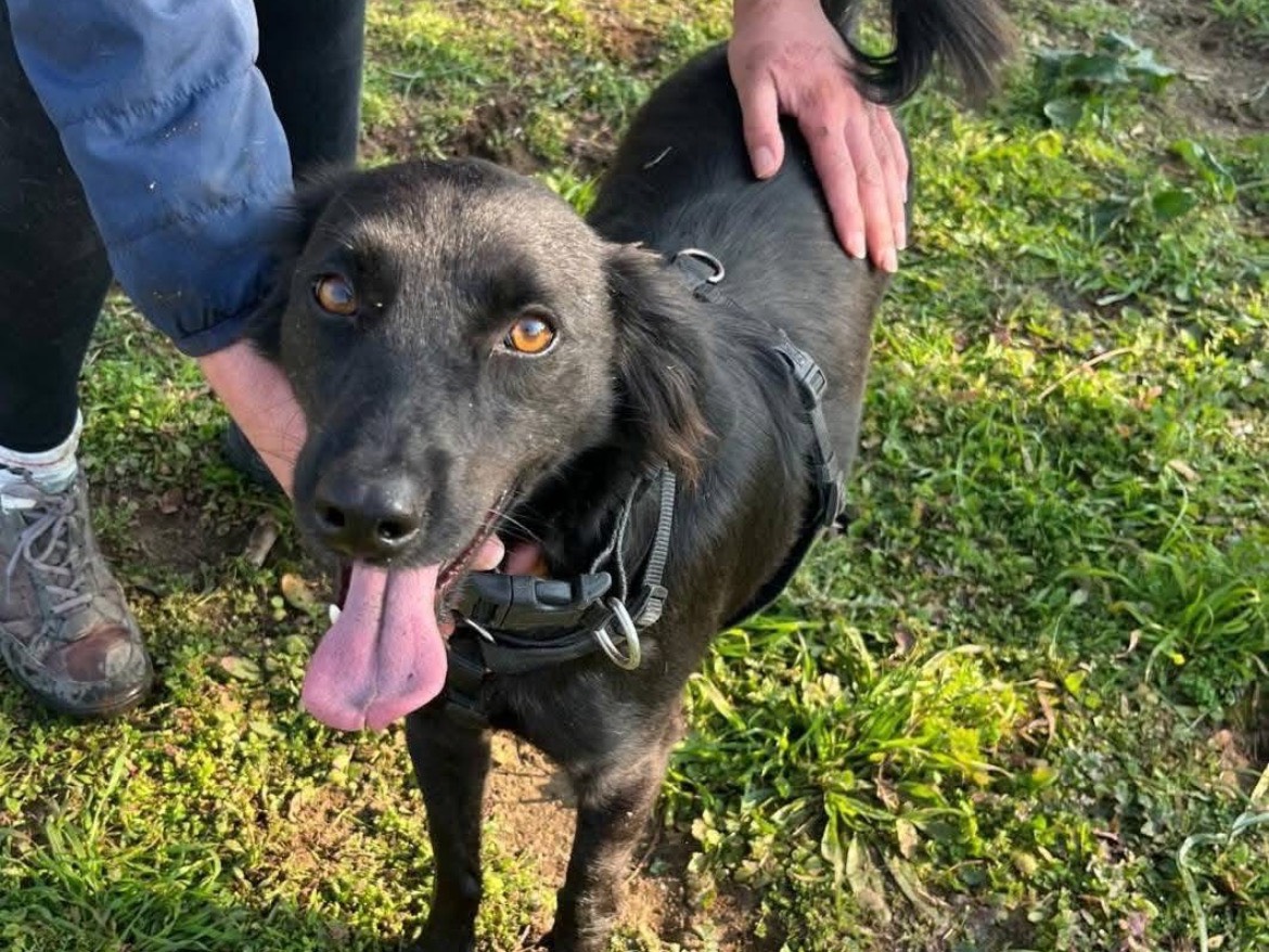 Adotta il cane PLUTO a Caserta